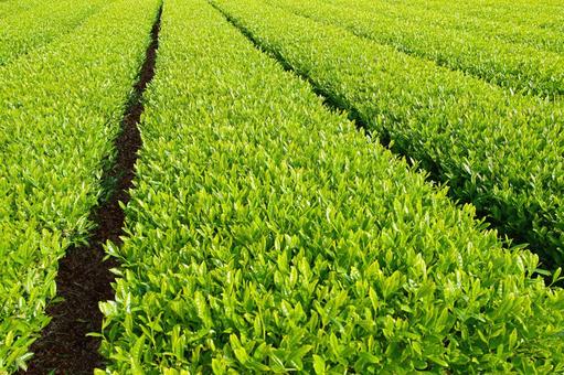 新茶の季節(緑茶) 新茶の季節(緑茶)の写真