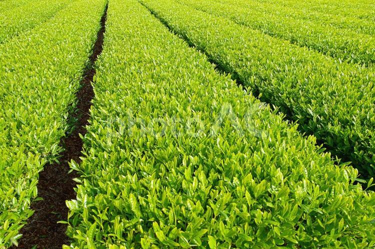 新茶の季節（緑茶） 茶,新茶,緑茶の写真素材