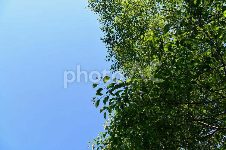 新緑の木々と青空 新緑,葉っぱ,葉の写真素材