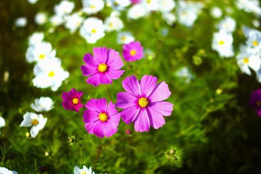 コスモス ピンク,パステル,秋の写真素材