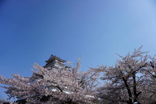 桜と鶴ヶ城 鶴ヶ城,会津若松,日本の城の写真素材