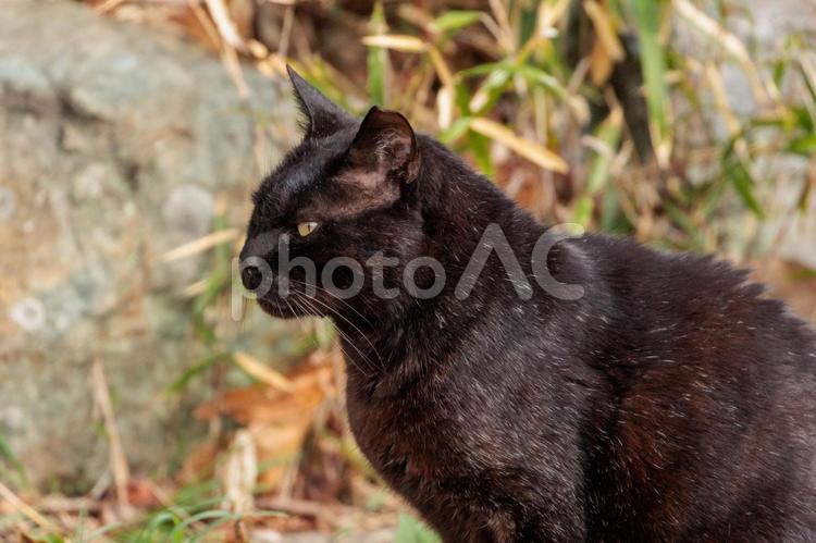 公園で日向ぼっこの黒猫 猫,ネコ,黒猫の写真素材