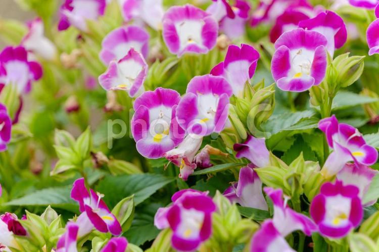 トレニアが咲き誇る夏の花壇 トレニア,花,花びらの写真素材
