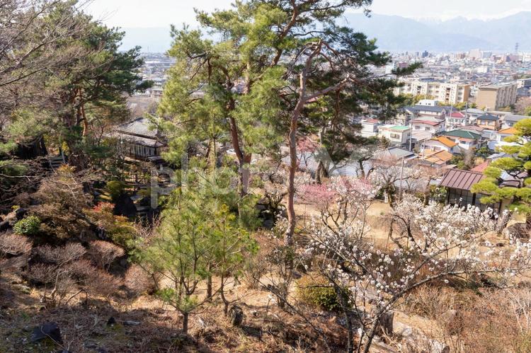 山梨県甲府市　不老園 不老園,山梨県,甲府市の写真素材