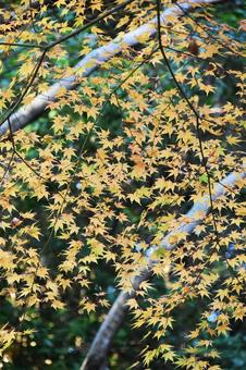 紅葉 紅葉,秋,もみじの写真素材