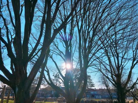 オランダの公園で オランダの公園での写真