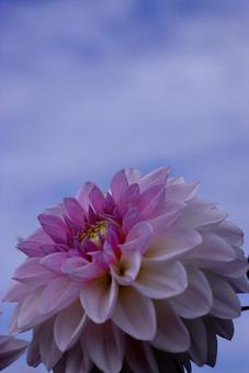 ダリア-8 ダリア-8 ダリア,花,秋の写真素材