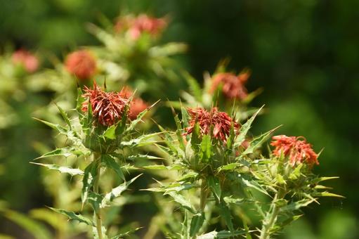 Photo, plant, safflower, weed, 
