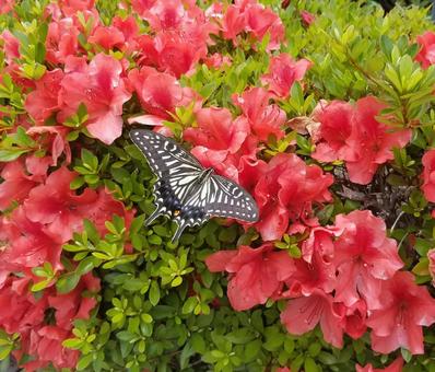 アゲハ蝶と赤い花 アゲハ蝶と赤い花の写真
