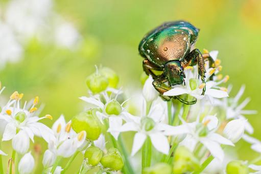 白い花に留まるシロテンハナムグリ 白い花に留まるシロテンハナムグリ シロテンハナムグリ,甲虫,コウチュウ目の写真素材