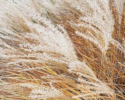 すすき ススキ,秋,お月見の写真素材