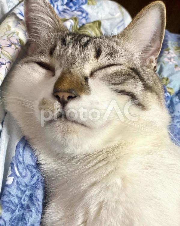 爆睡するシャムミックス猫さん　縦画像 猫,シャムトラ,アップの写真素材