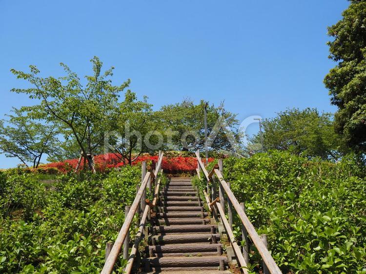 春のなぎさ公園・ツツジ＆新緑（江戸川区） 春,ツツジ,花の写真素材