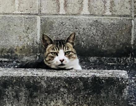 Photo, cat, street cat, unexpectedly, 