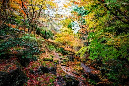 一面紅葉の景色 一面紅葉の景色の写真