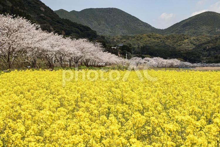 田結の桜並木と菜の花 桜並木,サクラ,桜の写真素材