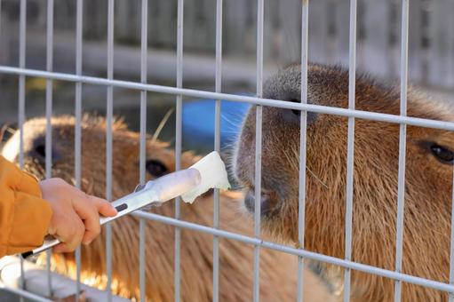 カピバラに野菜をあげる カピバラ,癒し,動物の写真素材