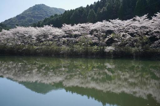 佐賀 武雄 赤穂山八天桜3 赤穂山八天桜,真手野新堤ため池,桜並木の写真素材