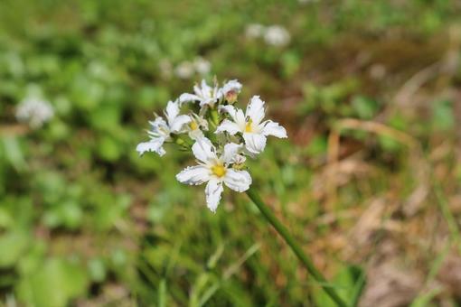 イワイチョウ イワイチョウの写真