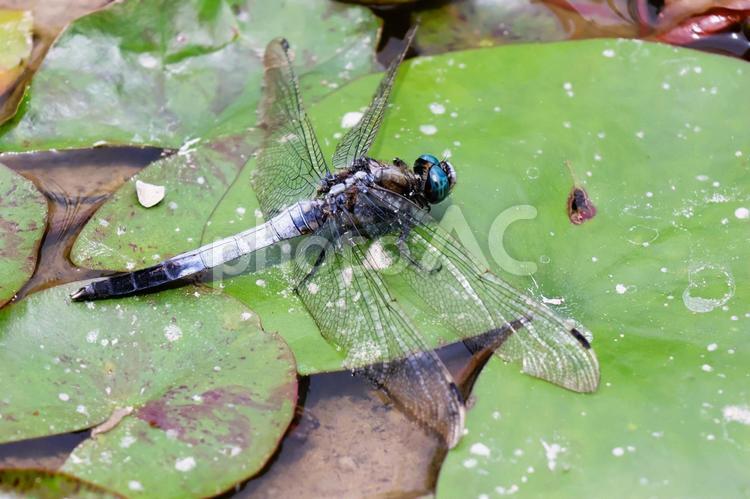 ５月下旬の湿地草地のシオカラトンボ シオカラトンボ,昆虫,スイレンの写真素材