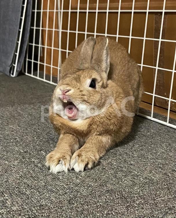 うさぎのあくび うさぎ,ネザーランドドワーフ,背中の写真素材