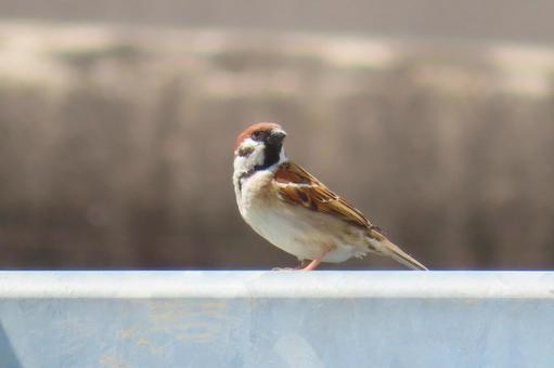 Photo, sparrow, bird, birdie, 