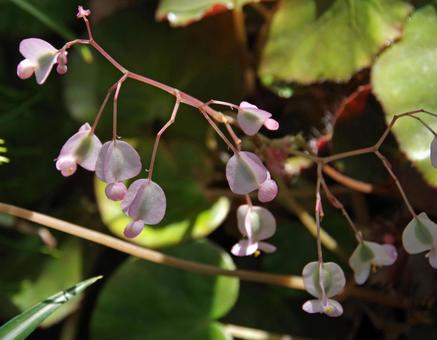 Photo, begonia, erythrophila, erythrophylla, 
