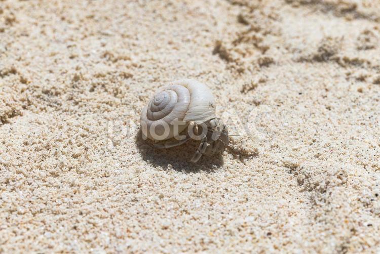 南島　砂浜に打ち上げられた貝殻 ヤドカリ,父島,小笠原諸島の写真素材