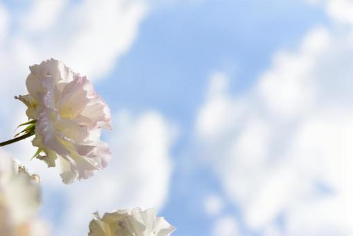 バラ公園の写真