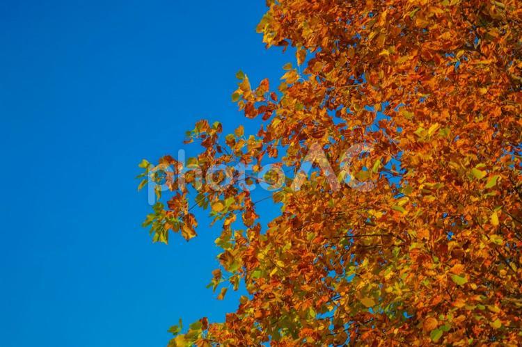 紅葉のイメージ（秋の風物詩） 秋の風物詩,紅葉,もみじの写真素材