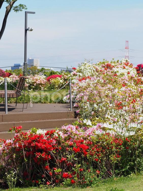 なぎさ公園・ツツジ＆対岸の浦安・江戸川区 春,ツツジ,花の写真素材
