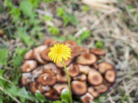 たんぽぽと森の贈り物 たんぽぽ,きのこ,花の写真素材