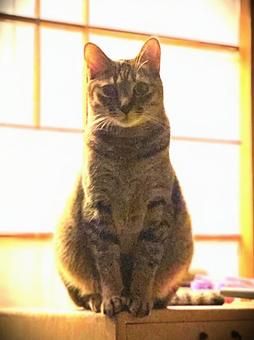 猫 猫の写真