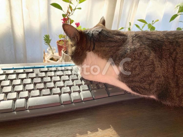 キーボードで昼寝するおじゃま猫 猫,ペット,かわいいの写真素材