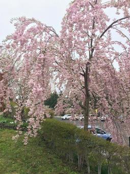 枝垂桜 枝垂桜の写真