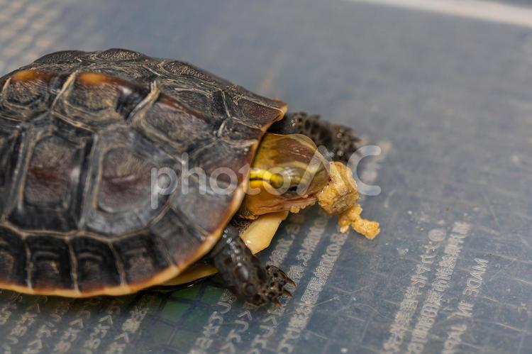 餌を食べるセマルハコガメ セマルハコガメ,ハコガメ,カメの写真素材