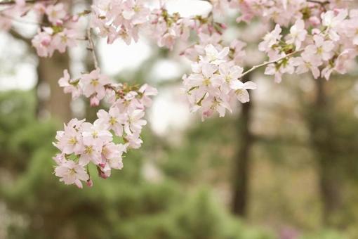 桜の花 桜の花の写真
