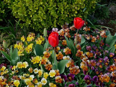 Tulips, JPG Tulips, JPG