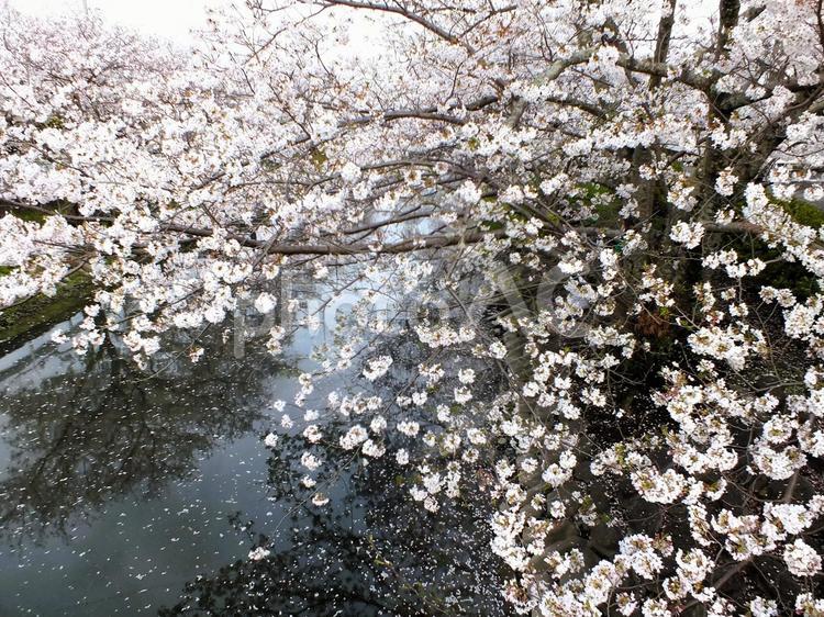 桜吹雪と満開の桜 サクラ,さくら,櫻の写真素材