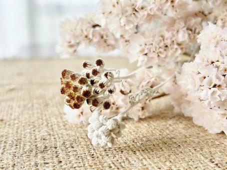 スターチスとシロタエギクのドライフラワーの写真