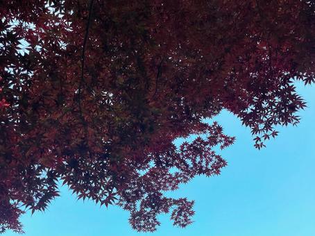 青空に広がる紅葉のシルエットと秋の彩り 青空に広がる紅葉のシルエットと秋の彩りの写真