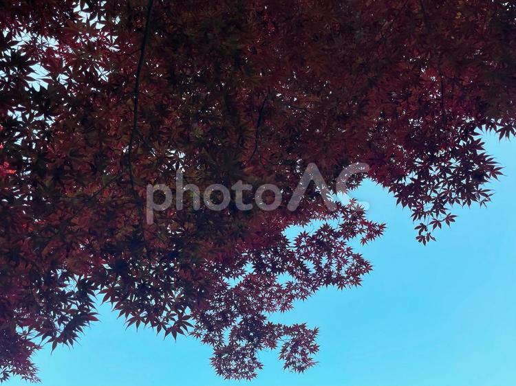 青空に広がる紅葉のシルエットと秋の彩り 紅葉,もみじ,カエデの写真素材