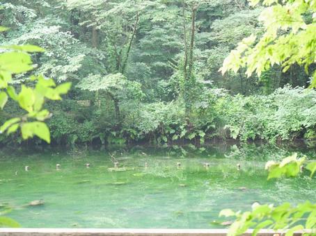 池 池の写真