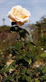 【花の写真】ばらの花 rose,植物,園芸の写真素材