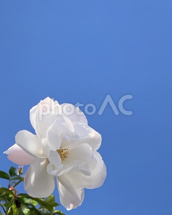 青空に映える白薔薇、縦、メッセージカード ばら,白,純白の写真素材