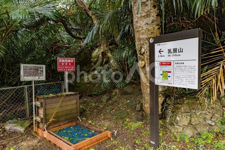 小笠原諸島・母島　乳房山登山口 乳房山,山,小笠原諸島の写真素材