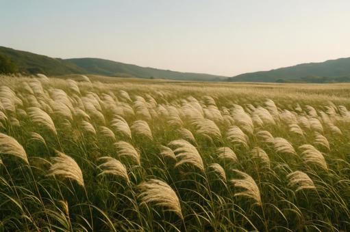 緩やかに風が吹くススキの草原の写真