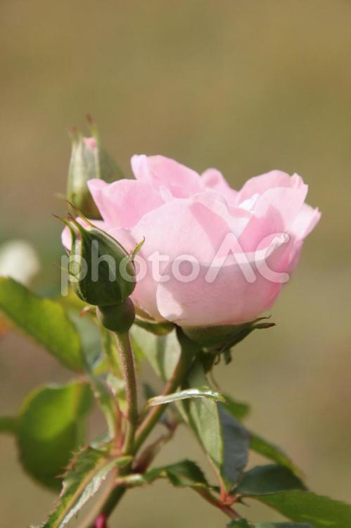 ピンクの薔薇 バラ,薔薇,美しいの写真素材