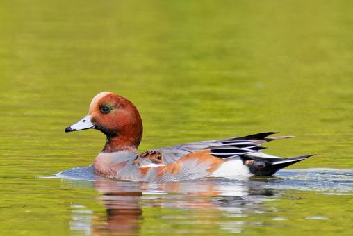 換羽中のヒドリガモ雄 ヒドリガモ,鴨,カモの写真素材