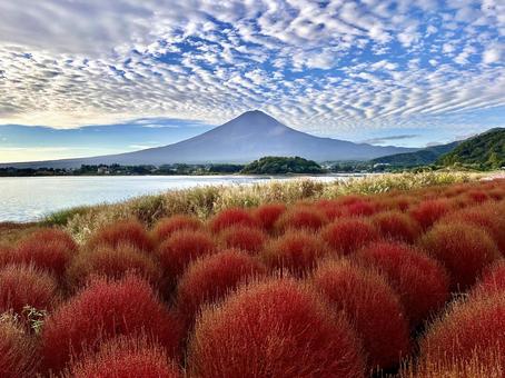 秋色のコキアと富士山 秋色のコキアと富士山の写真